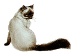 Image Name